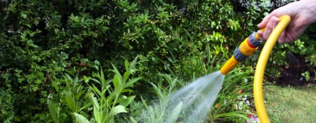 Tips-Merawat-Tanaman-di-Musim-Kemarau-730×285